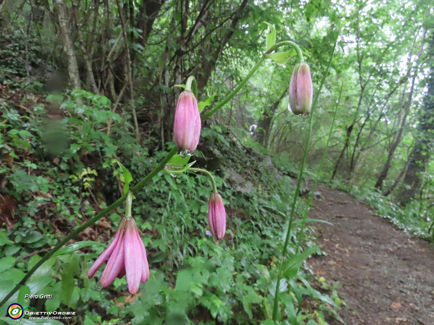 07 Lilium martagon-Giglio martagone in bocciolo.JPG